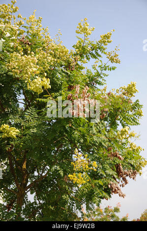 goldenrain tree Stock Photo