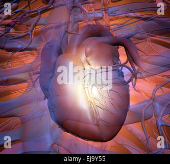 Human heart - cardiology health care illustration Stock Photo