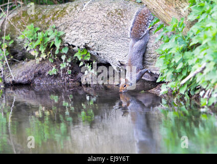 Wild Grey Squirrel [Sciurus carolinensis] drinking from stream Stock Photo