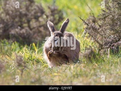 Brown Hare [common hare] Lepus europaeus washing face with paws Stock Photo