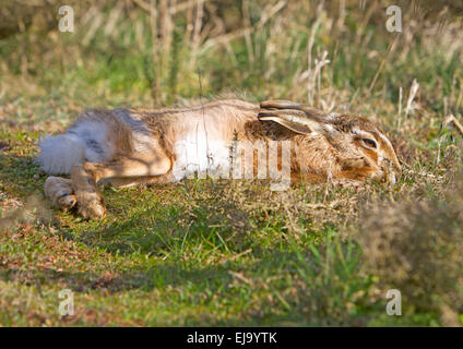 Brown Hare [common hare] Lepus Europaeus lying flat basking in spring sunshine Stock Photo