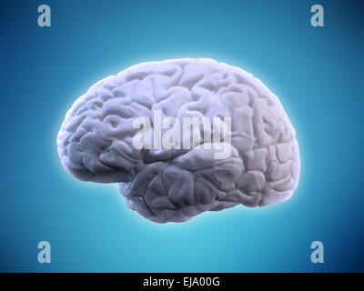 Human brain illustration - human anatomy Stock Photo