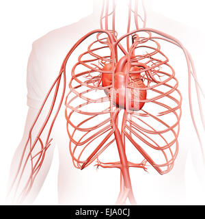 Human circulatory system - medical illustration Stock Photo