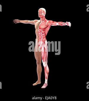 Human anatomy with visible  muscles Stock Photo