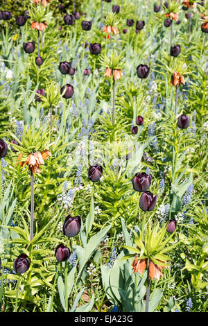 Bedding of colorful spring flowers with black purple tulips (Tulipa) and orange Frittilaria Stock Photo