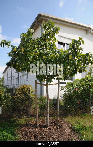 Quince tree Stock Photo