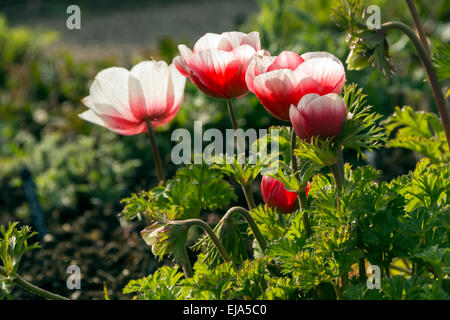 A patch of Anemones with graduated petals, red in the centre, whiter at the edges. Stock Photo