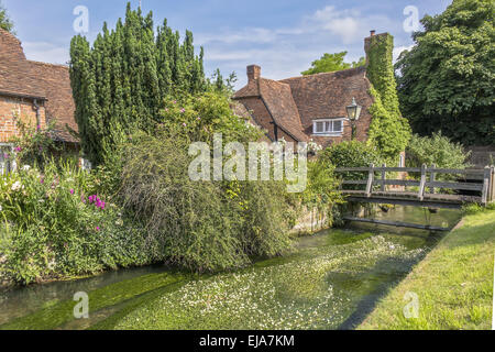 Flowers On The Water Berkshire UK Stock Photo