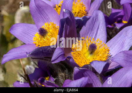 Pasque flower, Pulsatilla grandis vulgaris Flowers, Spring, Flowering, Pink, Flower, Close up Stock Photo