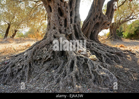 Old Olive tree old Trunk. Stock Photo