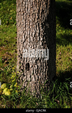 Pear Tree bark / (Pyrus communis) | Birnenbaum, Rinde / (Pyrus communis ...