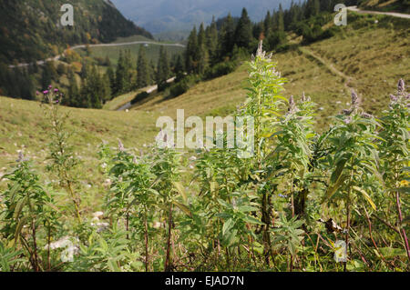 Horse mint Stock Photo