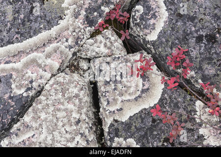 lichen covered rock, Lapland, Sweden Stock Photo