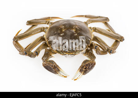 freshwater crab Stock Photo