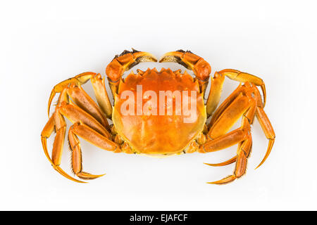 delicious crab Stock Photo