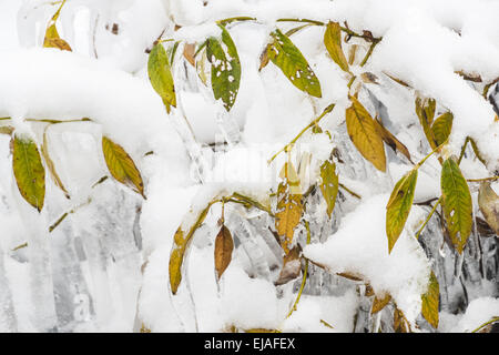 Lapland willow in snow, Dundret, Lapland Stock Photo