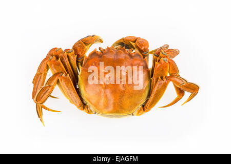 cooked crab closeup Stock Photo