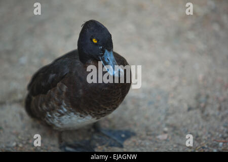 Black teal or scaup, beside the sandy shore pond Stock Photo