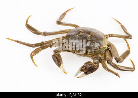 living freshwater crab Stock Photo