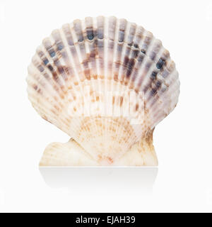 scallop shell isolated Stock Photo