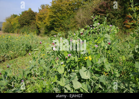 Peas Stock Photo