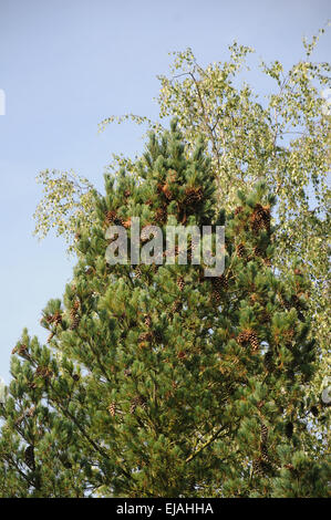 Macedonian pine Stock Photo