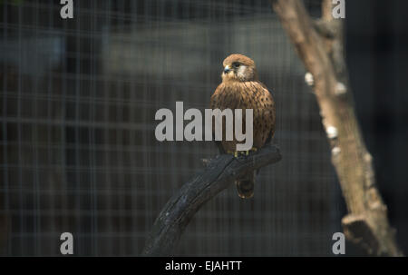 bird close closeup falco falcon female perched Stock Photo