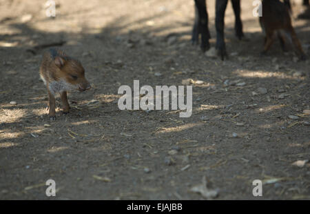 Collared Peccary offspring with his mother, Spain Stock Photo