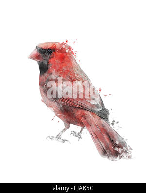 Cardinal Red Patterns Red cardinal bird watercolor illustration. Pine branch decor features ...