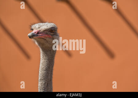 A beautiful wild African female Ostrich head portrait isolated over orange wall Stock Photo
