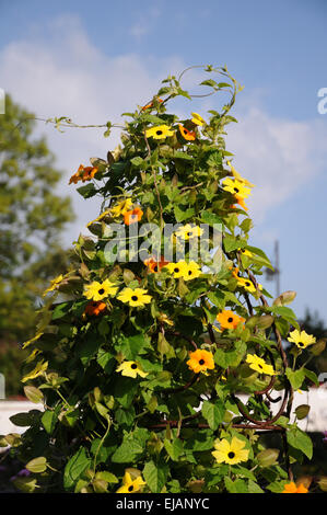 Black-eyed susan vine Stock Photo