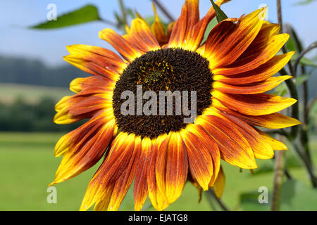 multicolored sunflower Stock Photo