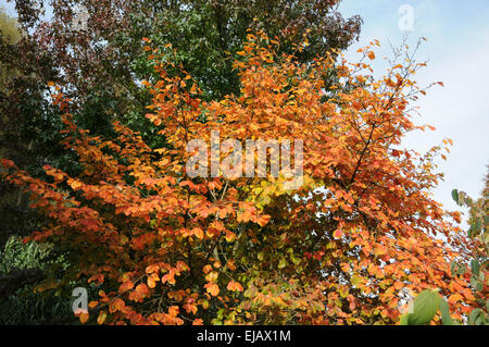 Vernal witchhazel Stock Photo