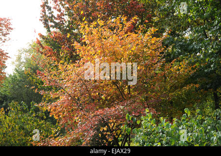 Vernal witchhazel Stock Photo