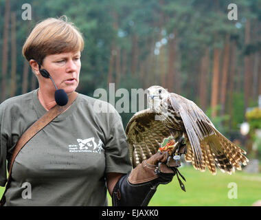 German falconer with Saker-Falcon Stock Photo