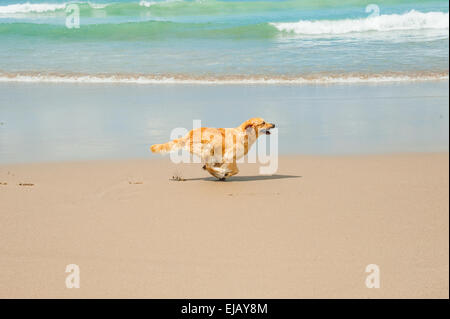 Labrador Retriever playing at the beach Stock Photo