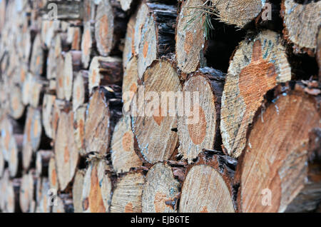 sawed-off tree trunks Stock Photo