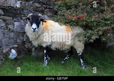 Sheep, Scotland Stock Photo