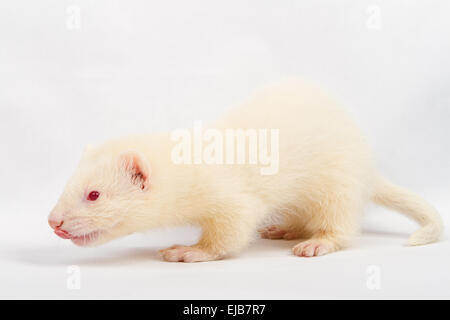 Albino ferret Stock Photo