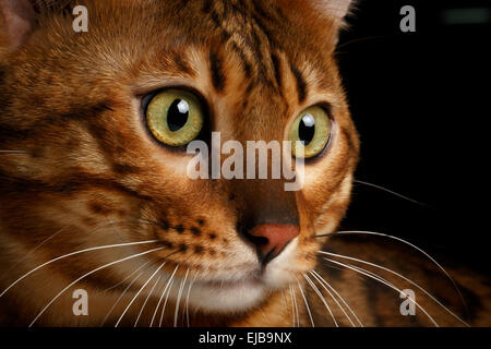 close-up Bengal cat Stock Photo