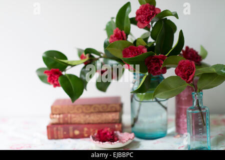 Cut blossoms of red camellia in blue jars with vintage books in front of a window Stock Photo