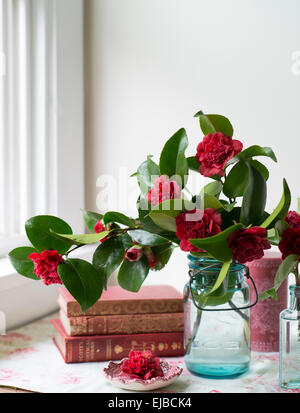 Cut blossoms of red camellia in blue jars with vintage books in front of a window Stock Photo