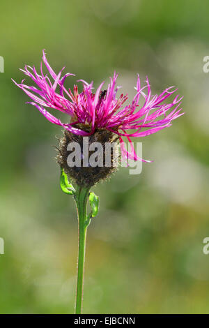 Centaurea scabiosa ssp. alpestris Stock Photo