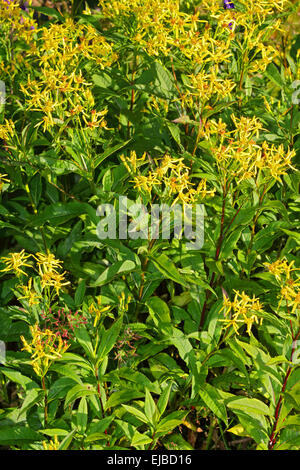 Wood ragwort, Senecio ovatus Stock Photo