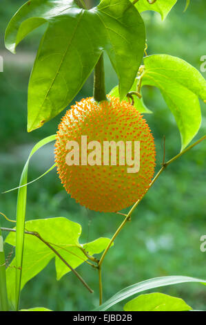 Gac fruit, Baby Jackfruit Stock Photo