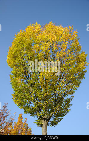 Fastigiate hornbeam Stock Photo