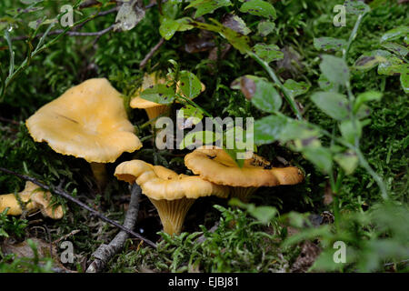 Chanterelles in the forest Stock Photo