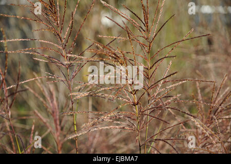 Chinese silver grass Stock Photo