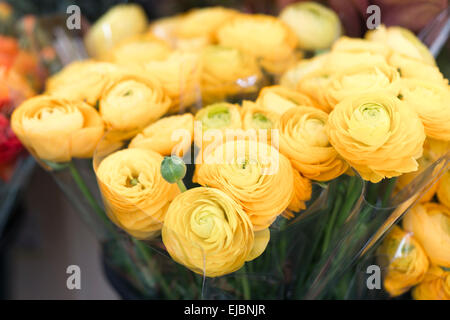 Bundles of cut ranunculus flowers at market in Paris, France Stock Photo