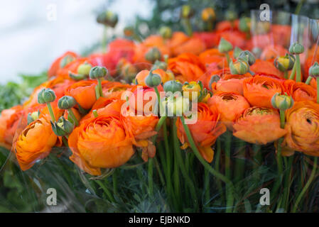 Bundles of cut orange ranunculus flowers at market in Paris, France Stock Photo